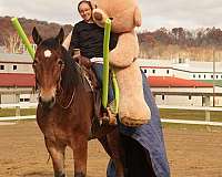 trail-riding-draft-horse