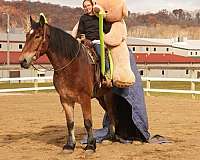 western-riding-draft-horse