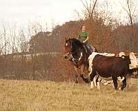 working-cattle-draft-horse