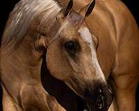 athletic-quarter-horse