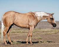 calf-roping-quarter-horse