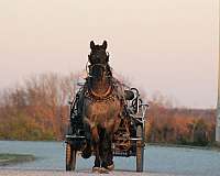 athletic-percheron-horse