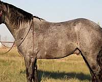 beginner-percheron-horse