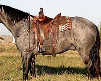 driving-percheron-horse