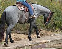 flashy-percheron-horse