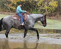 kid-safe-percheron-horse