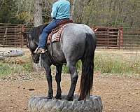 parade-percheron-horse