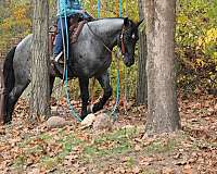 performance-percheron-horse