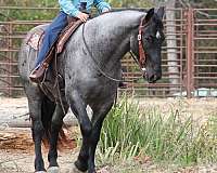 ranch-work-percheron-horse