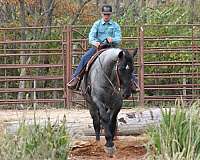 team-driving-percheron-horse