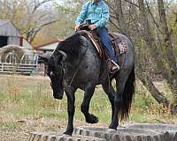 trail-riding-percheron-horse