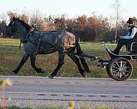 western-riding-percheron-horse