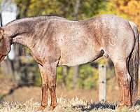 ranch-versatility-quarter-horse