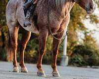 ranch-work-quarter-horse