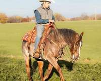 team-penning-quarter-horse