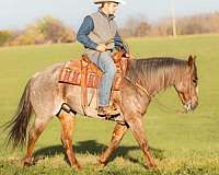 western-riding-quarter-horse