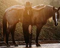 working-cow-quarter-horse