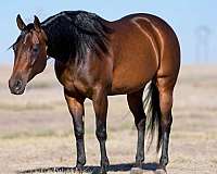 athletic-quarter-horse