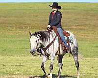 ranch-versatility-quarter-horse