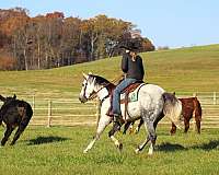 ranch-work-quarter-horse