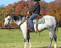 roping-quarter-horse