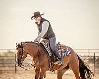 husband-safe-quarter-horse