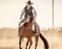 ranch-versatility-quarter-horse