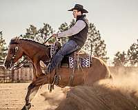 ranch-work-quarter-horse