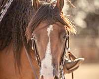 roping-quarter-horse