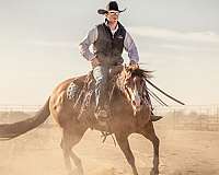 western-riding-quarter-horse