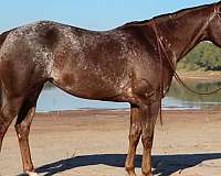 flashy-appaloosa-horse