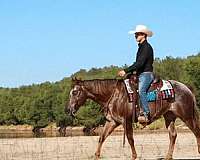 parade-appaloosa-horse