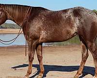 performance-appaloosa-horse