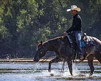 ranch-work-appaloosa-horse