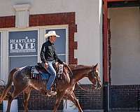 ridden-western-appaloosa-horse