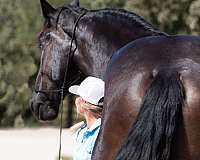 athletic-percheron-horse