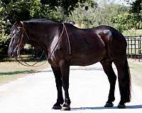 driving-percheron-horse