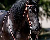 flashy-percheron-horse