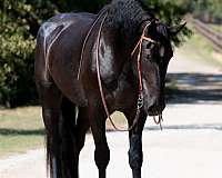 husband-safe-percheron-horse