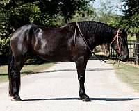 parade-percheron-horse