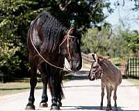 performance-percheron-horse