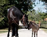 ranch-work-percheron-horse