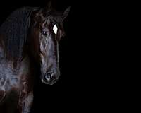 show-winner-percheron-horse