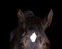 trail-riding-percheron-horse