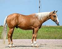 athletic-quarter-horse