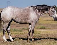 athletic-quarter-horse