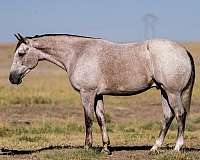 calf-roping-quarter-horse