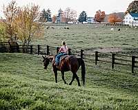 beginner-quarter-horse