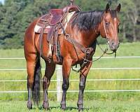 athletic-quarter-horse