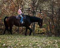 ranch-versatility-quarter-horse